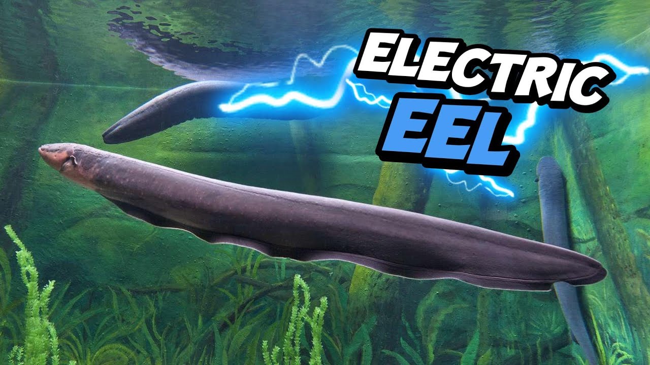 Electric EEL The Most Dangerous Thing!
