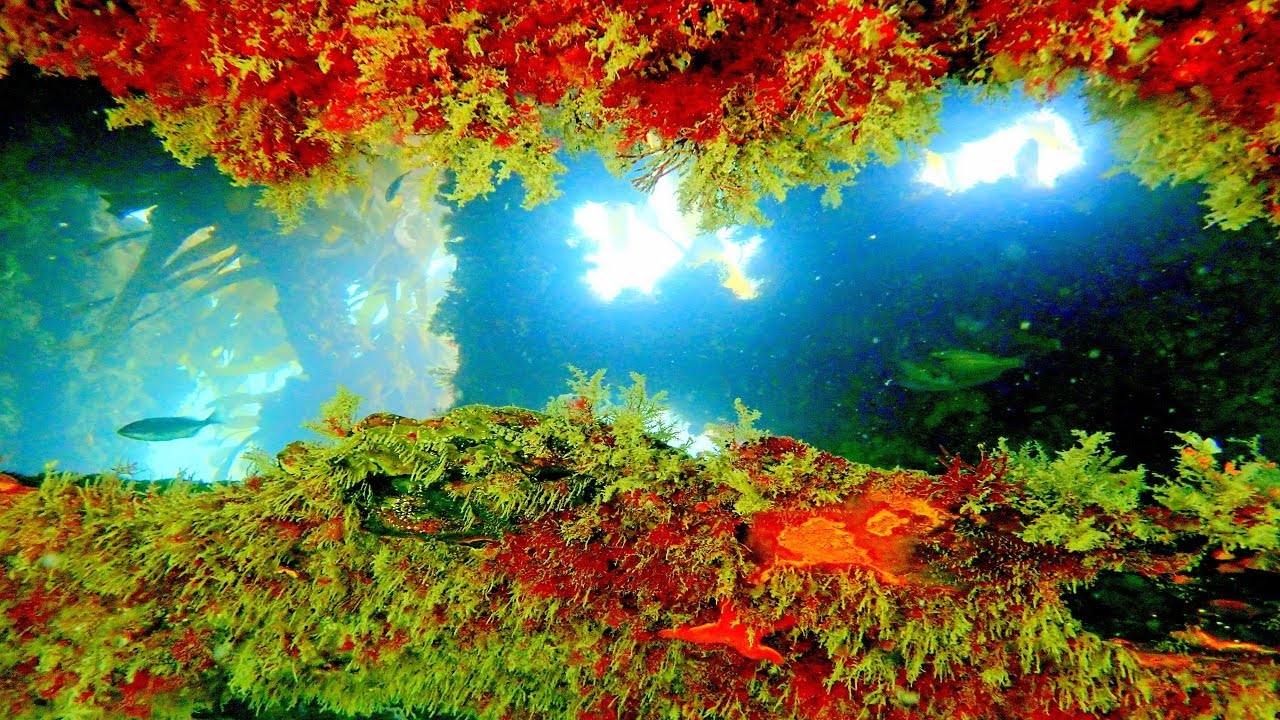 Dive Longbeach Simonstown Buoyancy Course