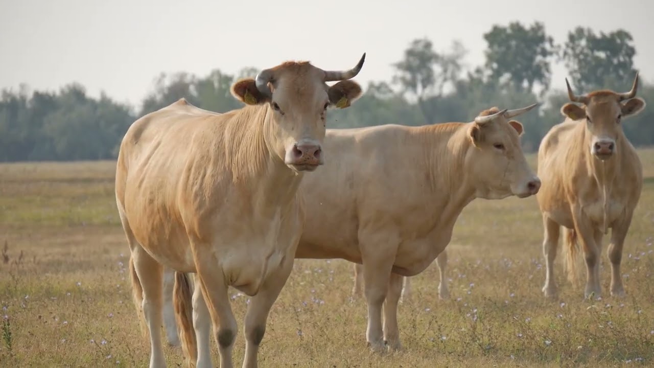 TÉLEN NYÁRON FEKETE BENŐ s