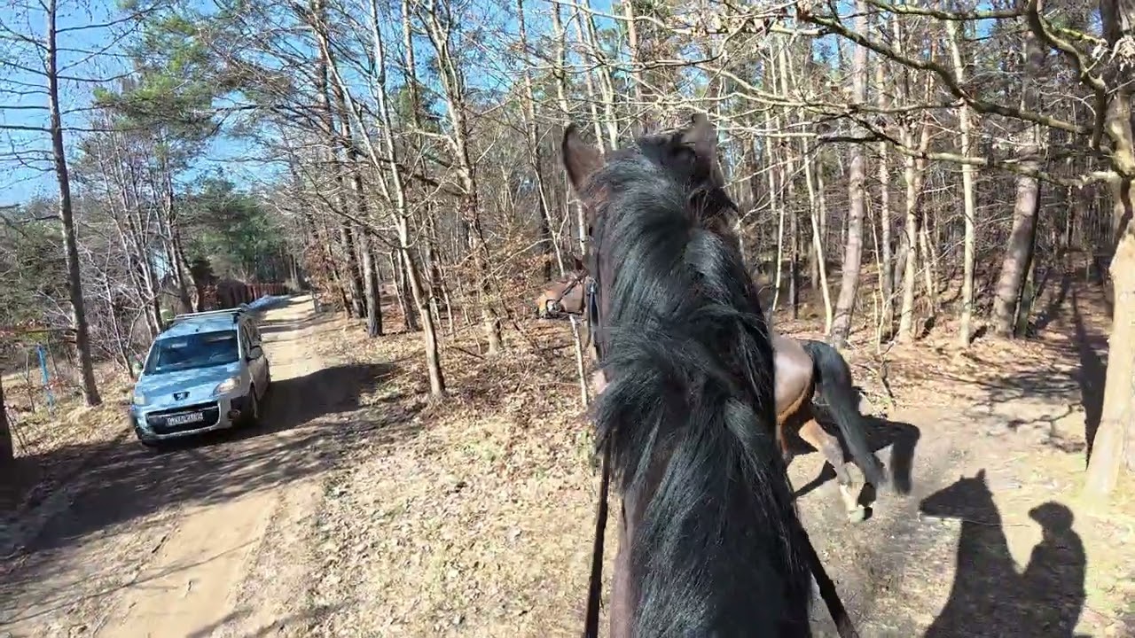 Teren z Belusiem jedziemy w 3 konie. We're going out into the field with Beluś and 3 horses. DJI