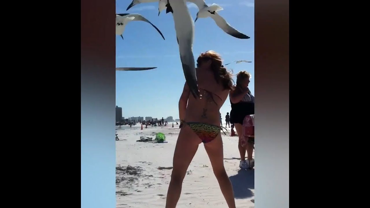 Seagulls are annoying - Funniest Moments