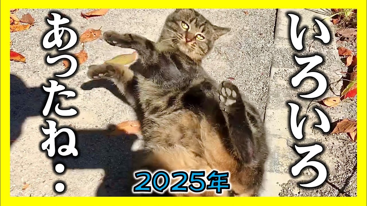 【愛猫と暮らした2025年、一年間の思い出…】野良猫から家猫となって三年半　かけがえのない家族となった癒やし猫達