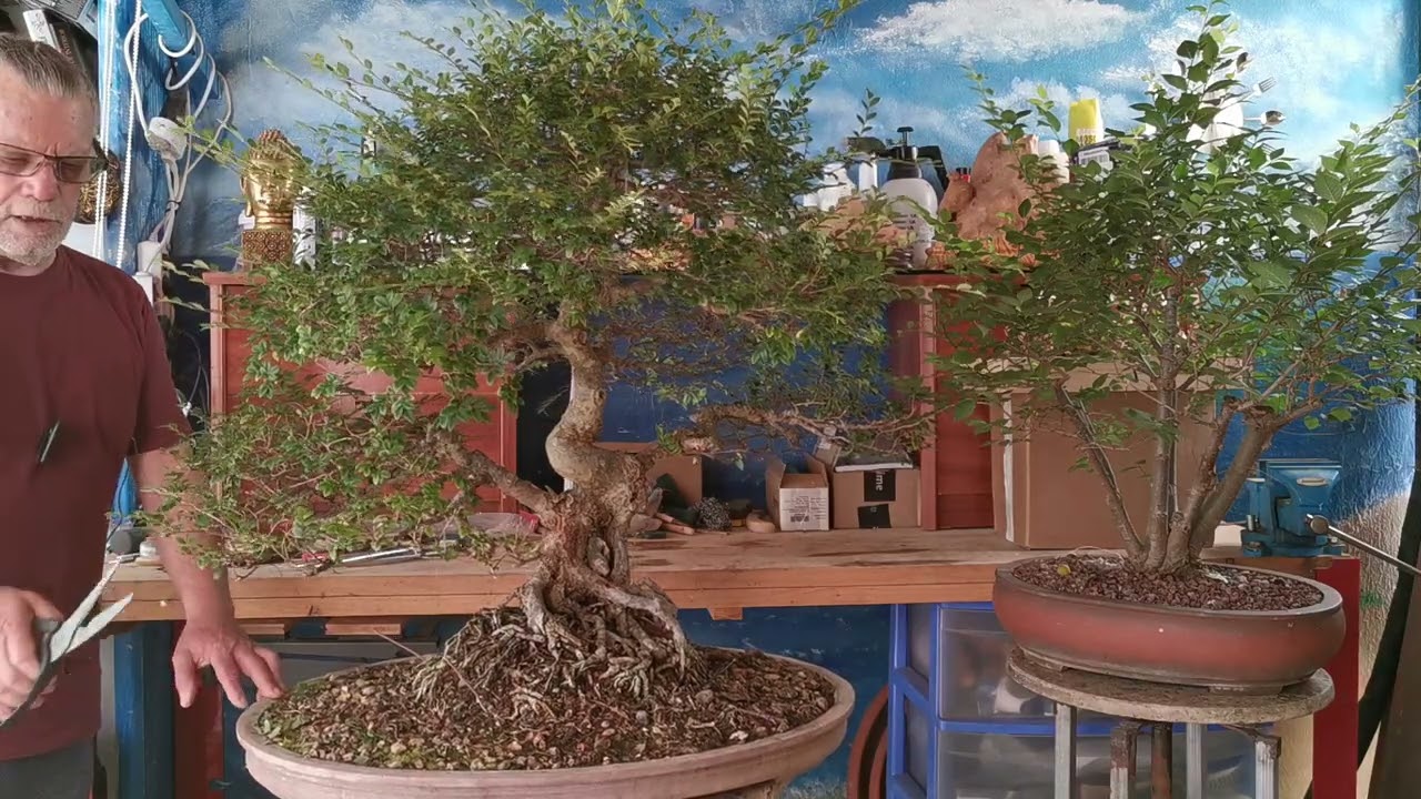 , bonsai de olmo chino y olmo comun .