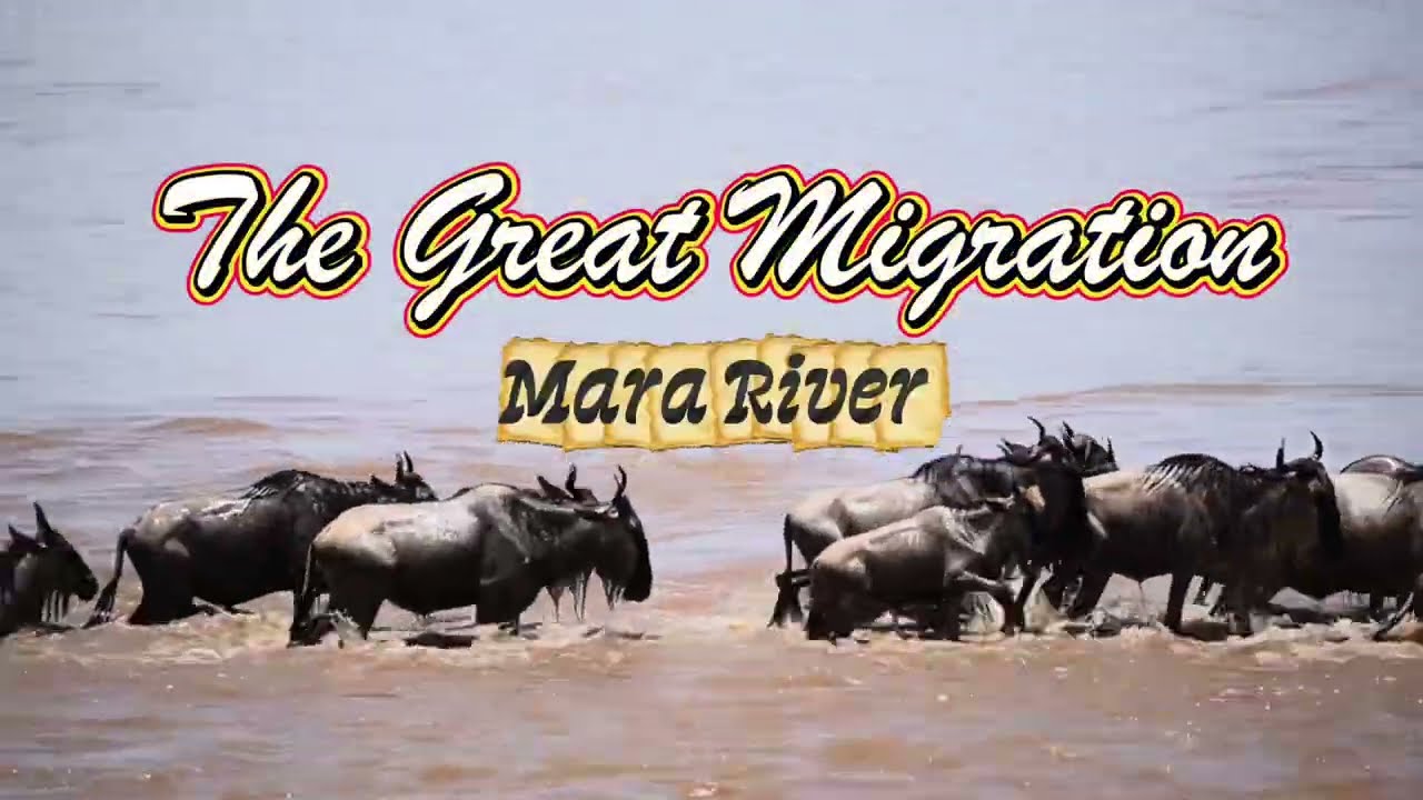 The Serengeti Wildebeests Great Migration, Mara River 