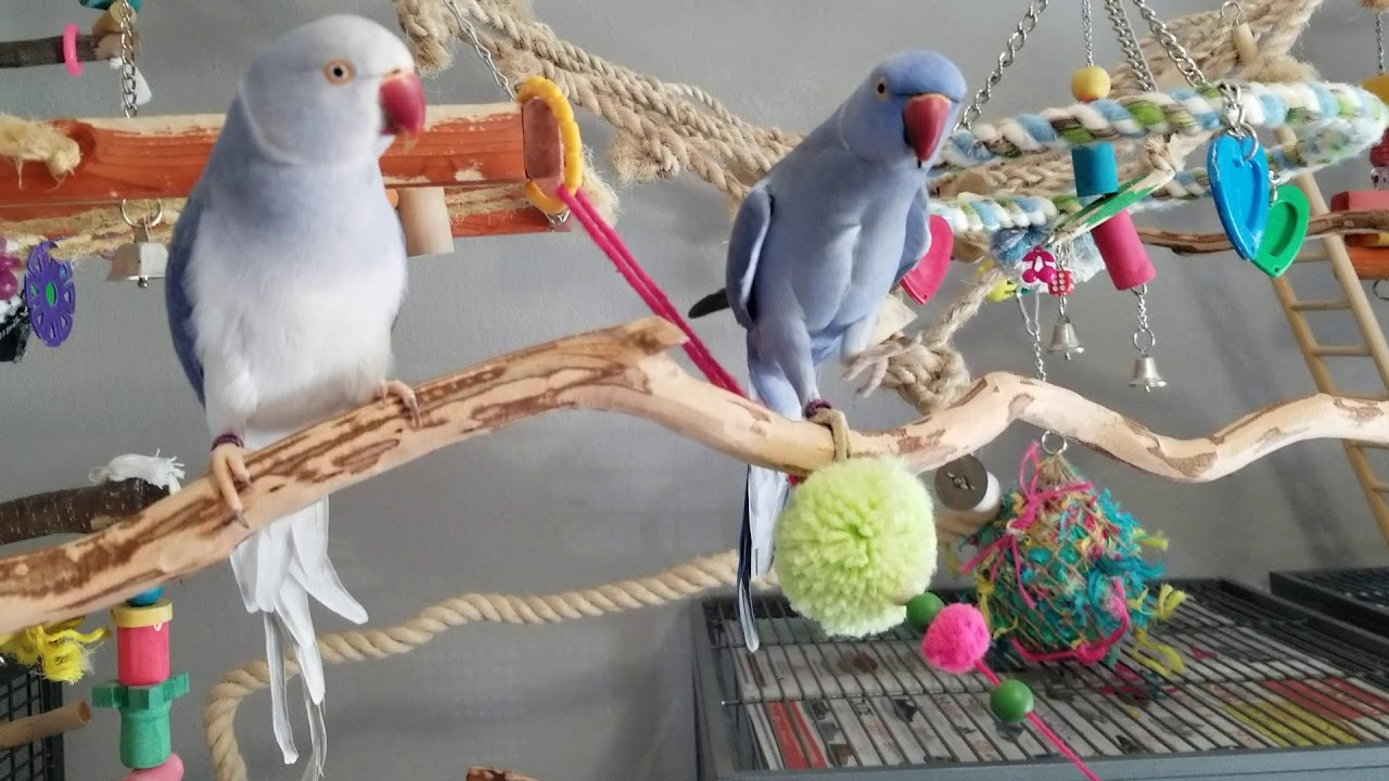 Daily playroom interactions