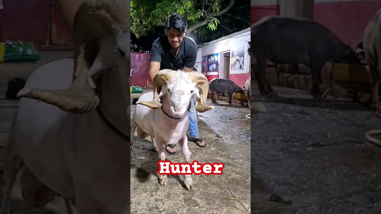 #asif_std #mumbra #goatfarm #animal #cow #star_goats_farm #mumbai #star_goats_farm