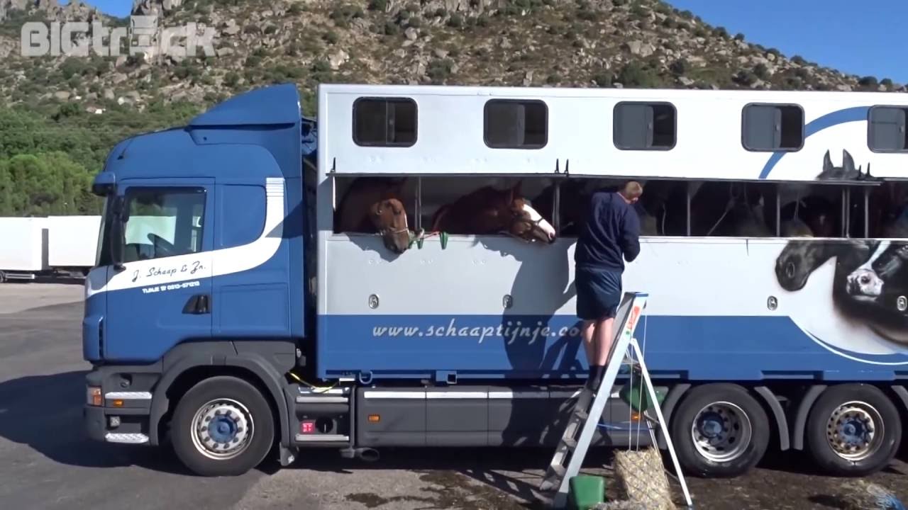 Horse transport to Marocco