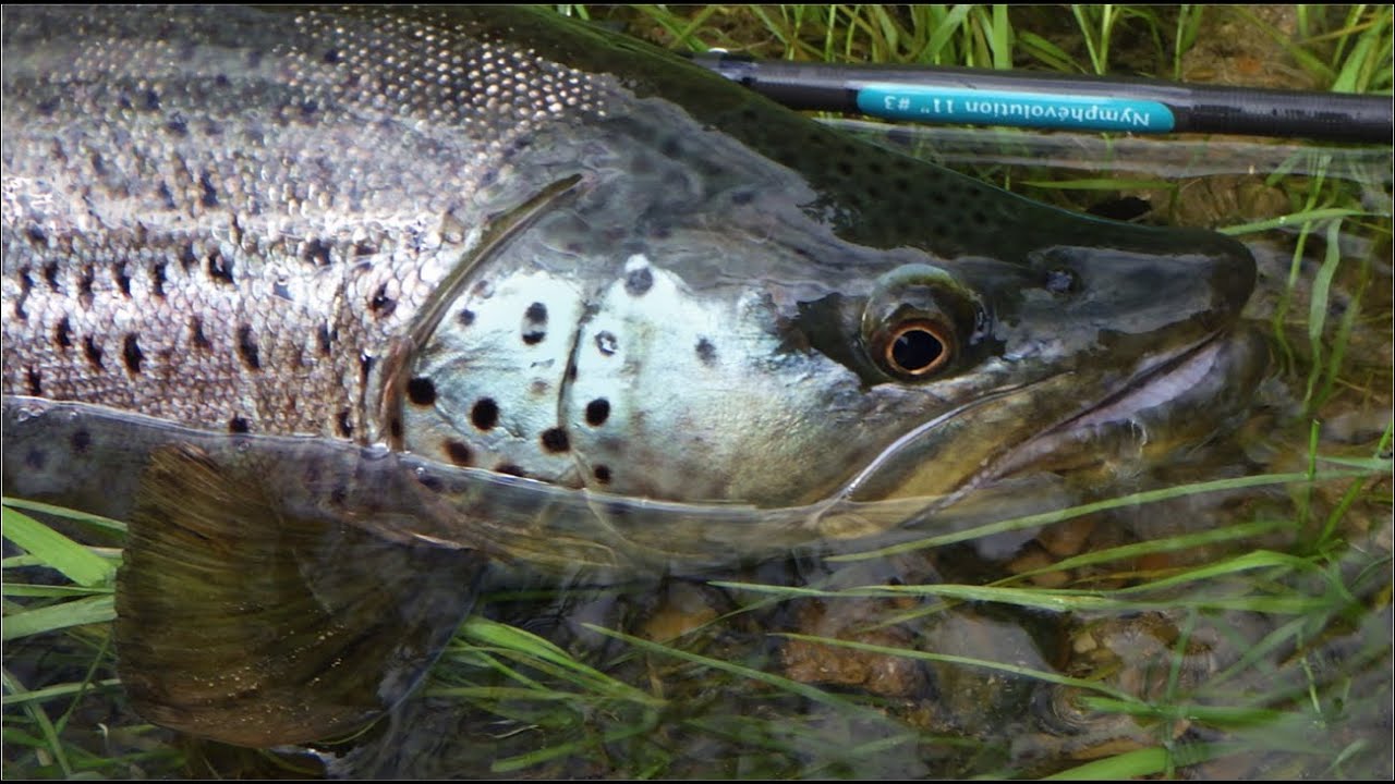 Pêche en nymphe au grand fil [ Indicateur ] : Arrêt sur image N°1, rivière moyenne classique [ 3/3 ]