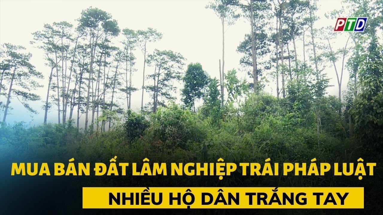 Mua bán đất lâm nghiệp trái phát luật, nhiều hộ dân trắng tay.