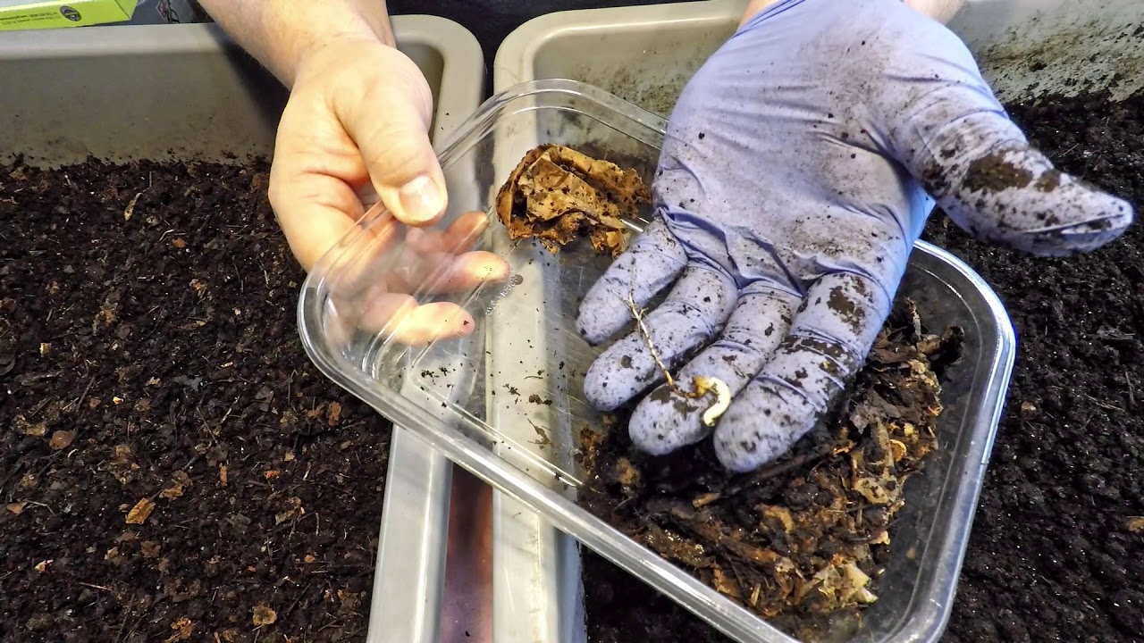 Setup to bait straggler worms from finished castings & check in on oldest bin - vermicomposting
