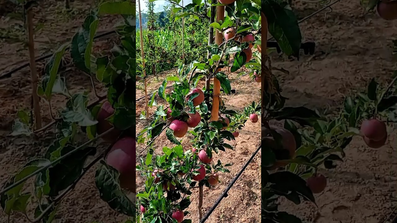Malus Domestic A M9 Rootstock Gala Apple #short #applevarieties #malus #schnico