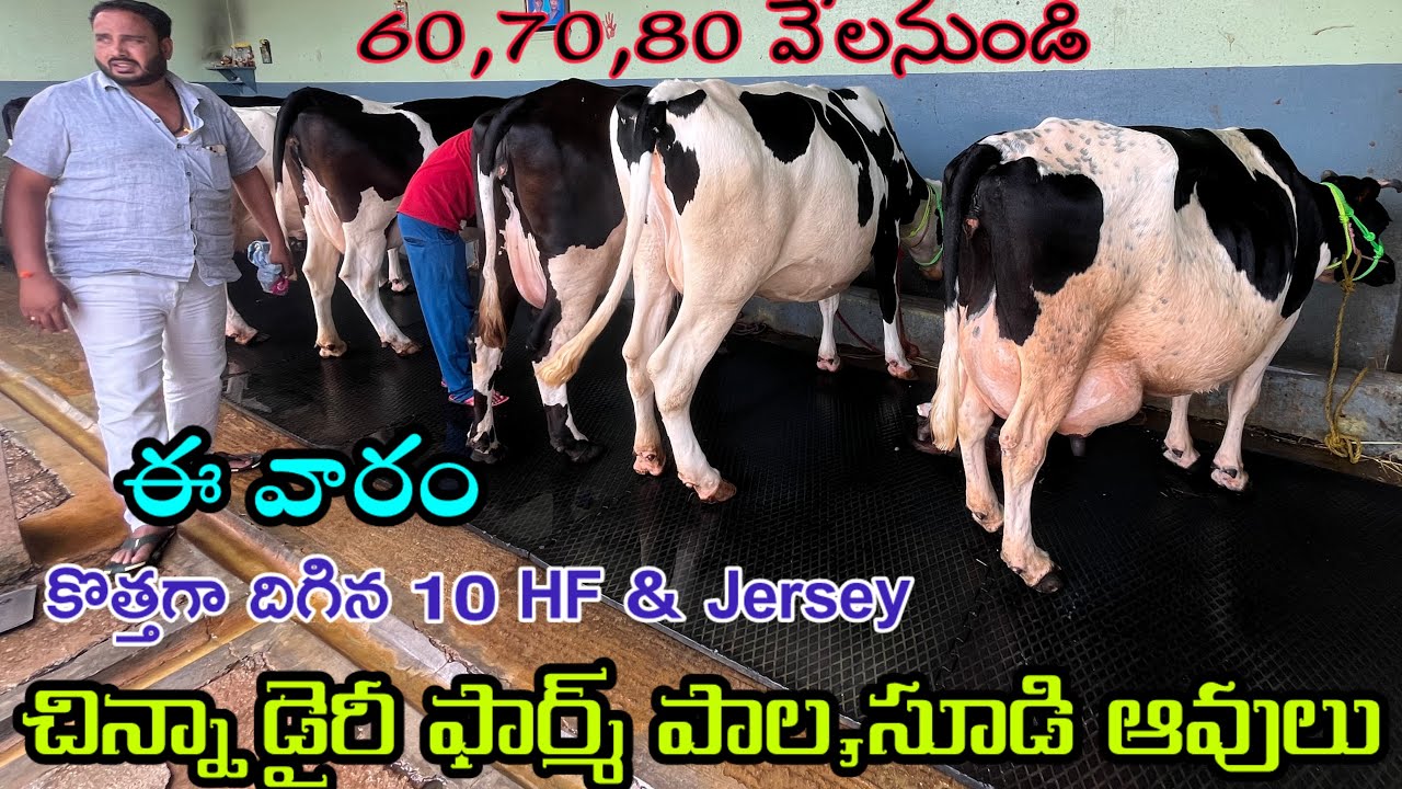 కొత్తగా దిగిన పాల,సూడి ఆవులు cell ;8639364981 & 9391213289 