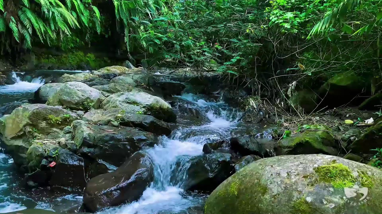 River Sounds for Sleeping. Soothing Forest Stream Ambience for Sleep and Meditation #river 5
