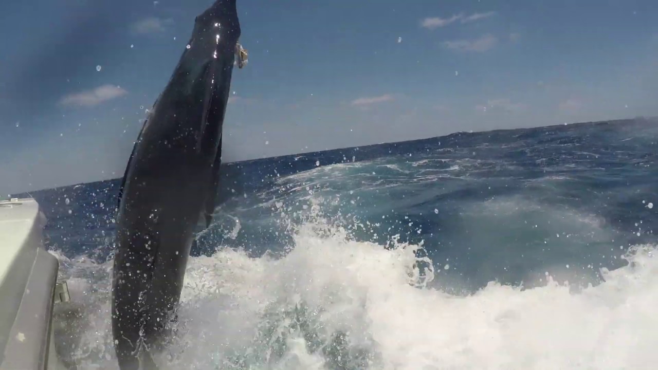 2017/2018 Peak Sportfishing blue marlin Season