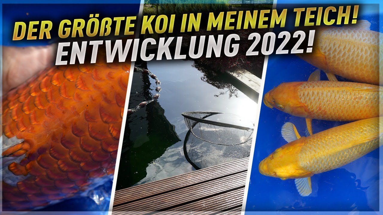 Der GRÖßTE Koi in meinem Teich! Entwicklung + Vermessen 2022!