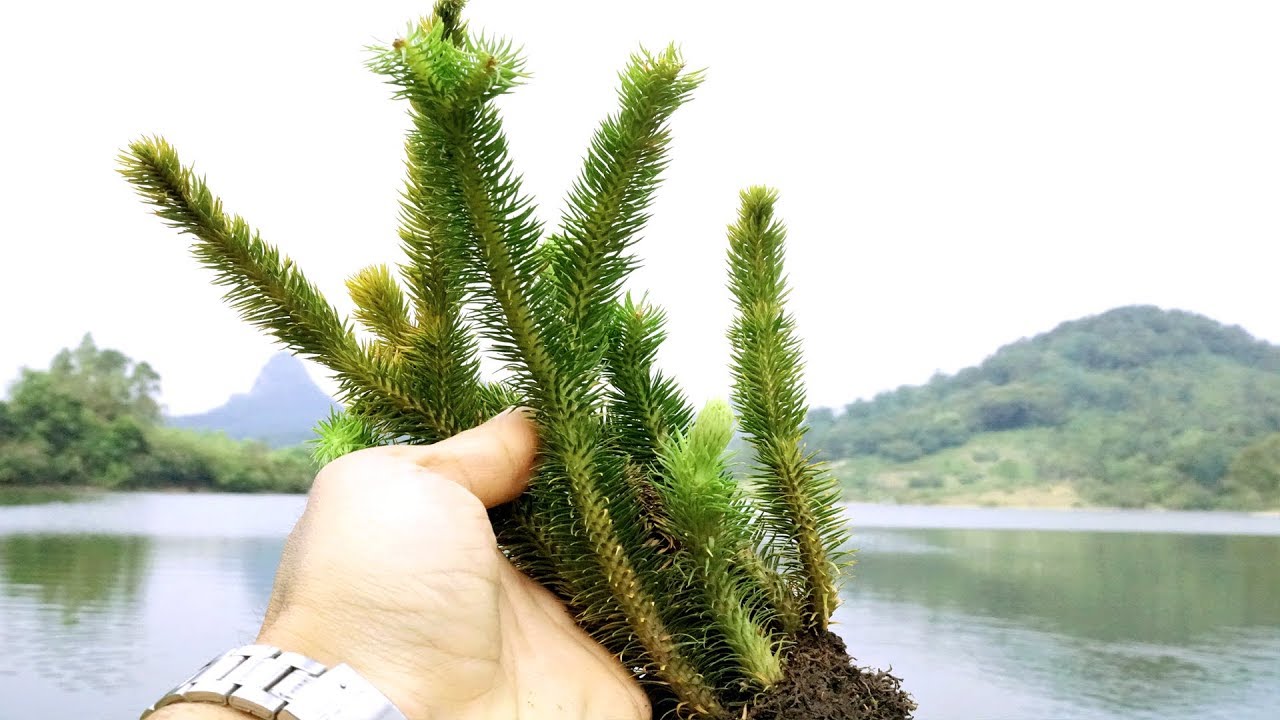 Sự thật về cây Thông Đất chữa bệnh Teo não, lũ lẫn ở người già