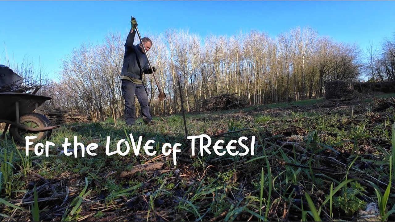Planting OUR New Hazel Trees for A Future Coppice Cut.