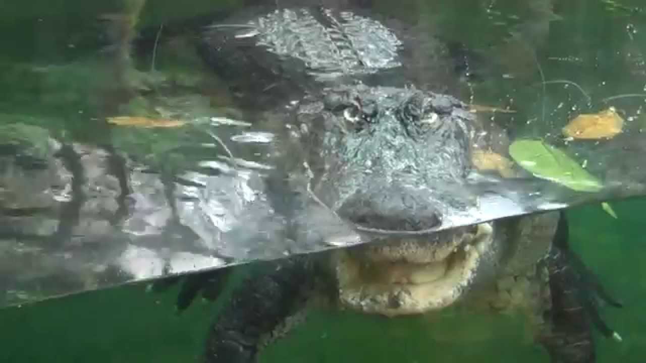 Alligator Feeding - Cincinnati Zoo