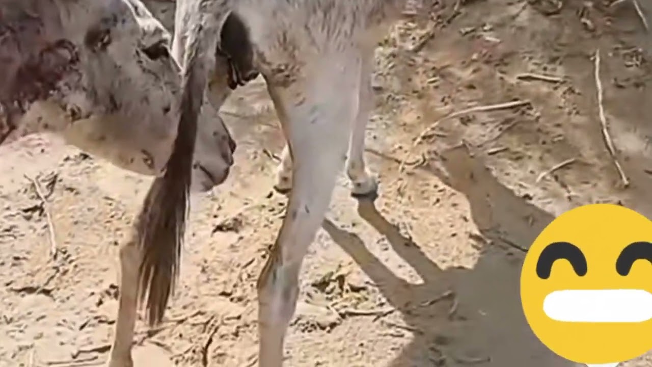 Donkeys mating habits #donkeysmatinghabits #viral