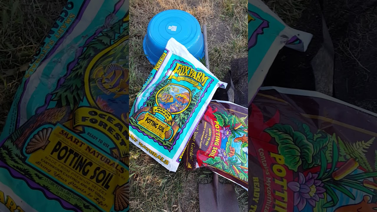 Outdoor grow 2018 mother plant