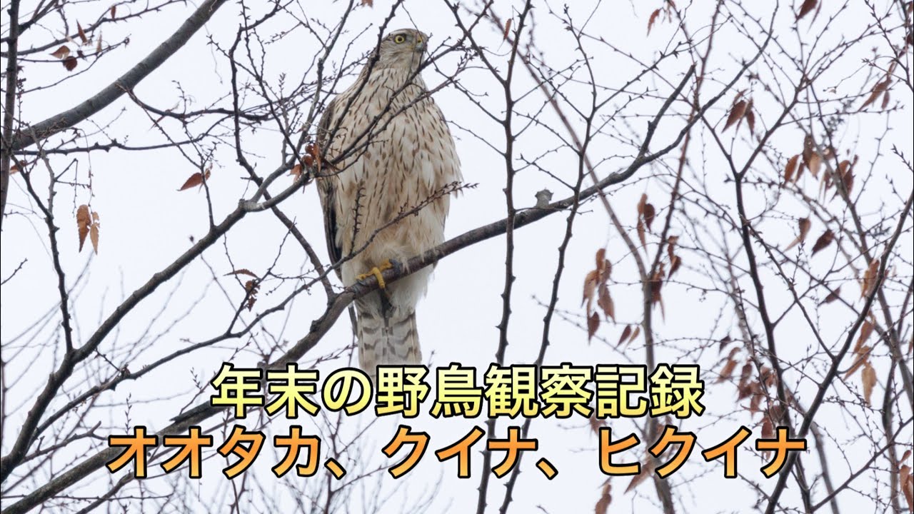 年末の野鳥観察記録　オオタカ、クイナ、ヒクイナ、オオジュリン
