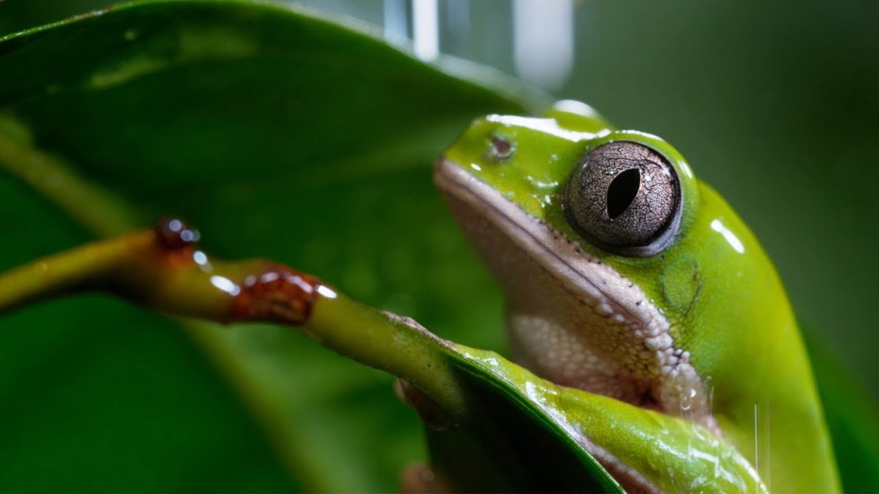 A Perfect Planet: Extended Trailer | New David Attenborough Series | BBC Earth