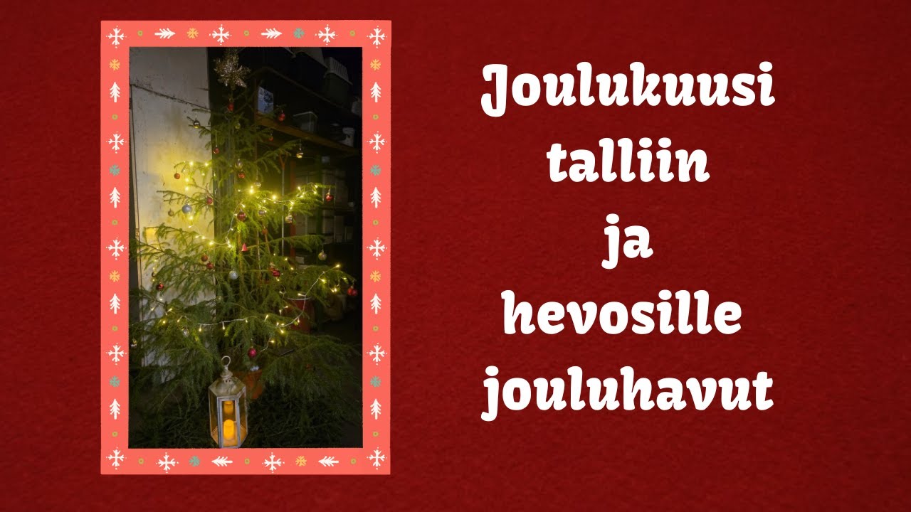Joulukuusi talliin ja hevosille jouluhavut