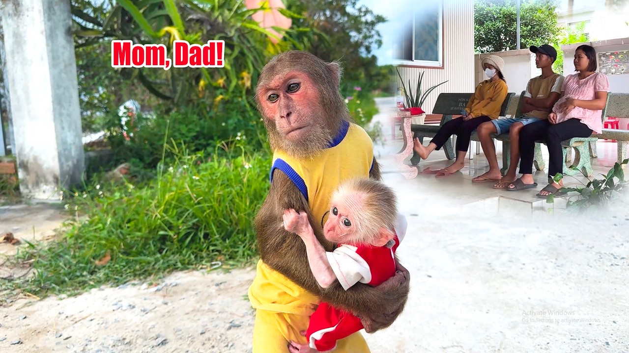 Pure Love! CUTIS and Baby Monkey’s Touching Waiting Moment