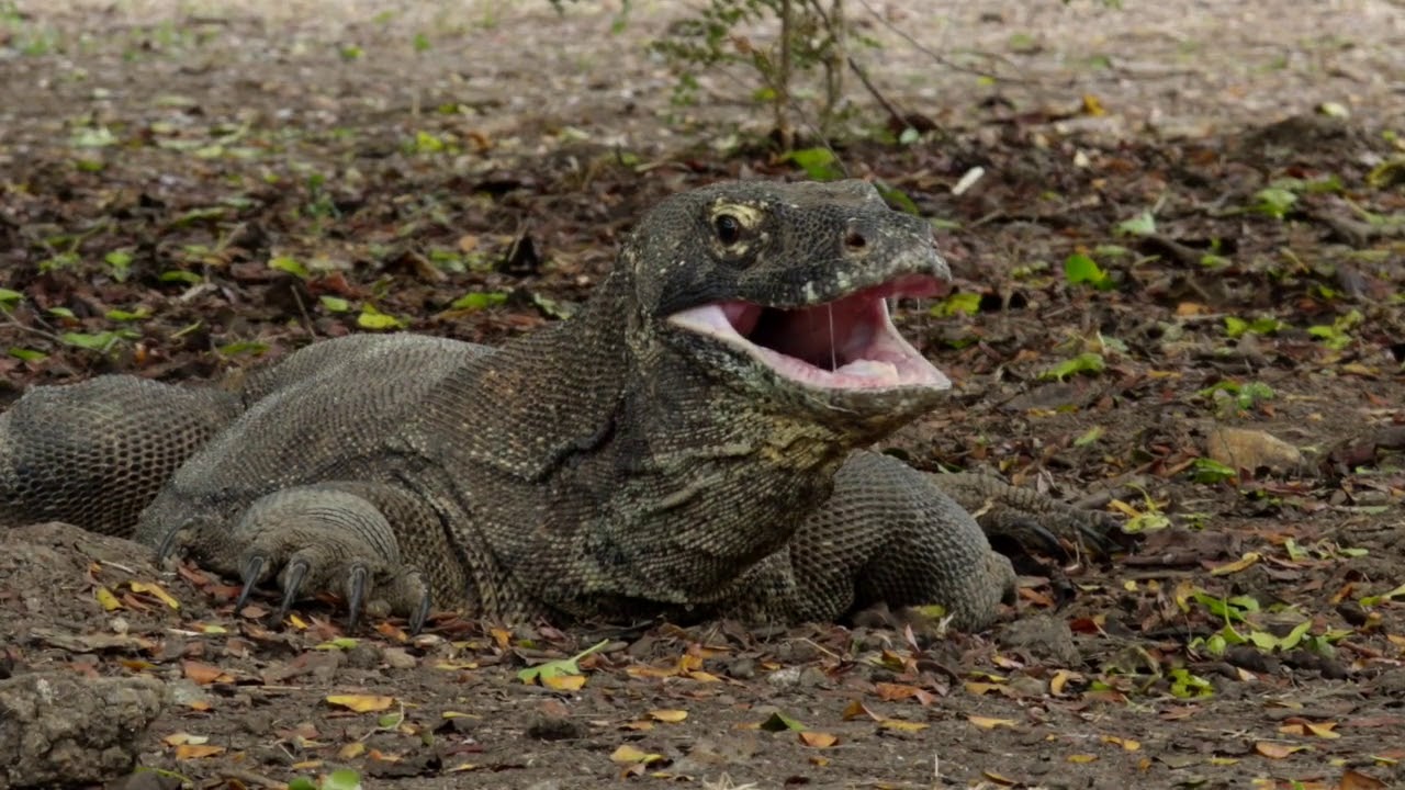 Amazing Komodo Dragons of Rinca Island!