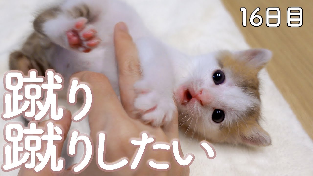 【１６日目】初めてけりけりをしてみた子猫【ぐんぞー日記】保護猫ミルクボランティア