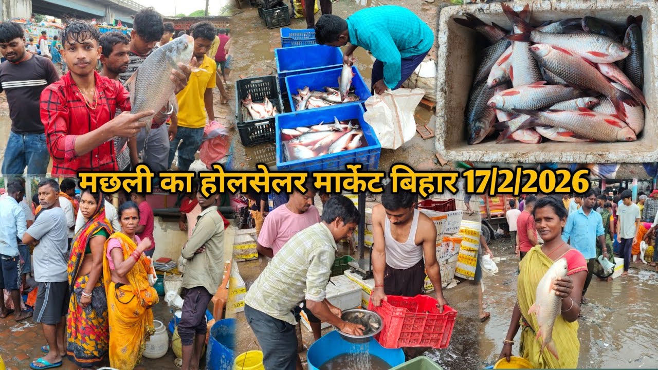 मछली का होलसेलर मार्केट रेट बिहार|मंगलवार के दिन मछली का होलसेलर रेट|fish holselar market  bihar