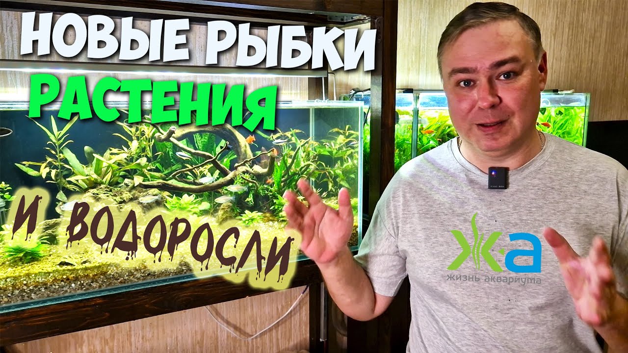 Новые рыбки и растения. Диатома, кладофора и много чего еще. Влог.