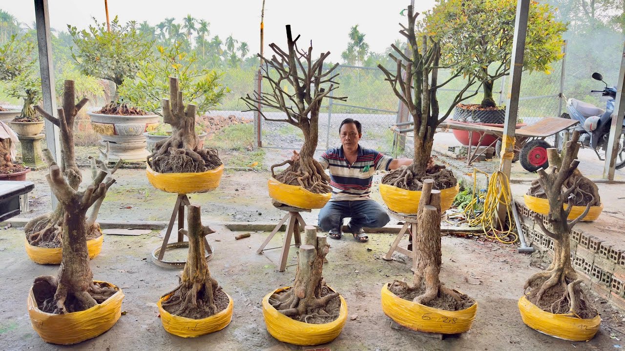 PHÔI MAI VÀNG 19/O1/2O26 (#O866429214 HÙNG) MAI TỨ QUÝ-  @bonsai Can Tho