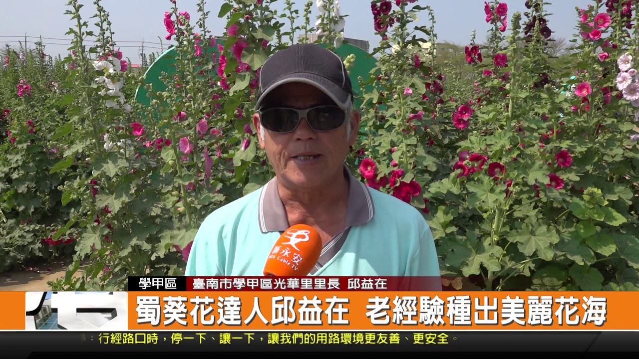 蜀葵花達人邱益在 老經驗種出美麗花海-新永安新聞