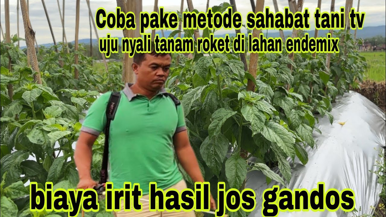 Tips cara perawatan cabai terserang tungau dan trips