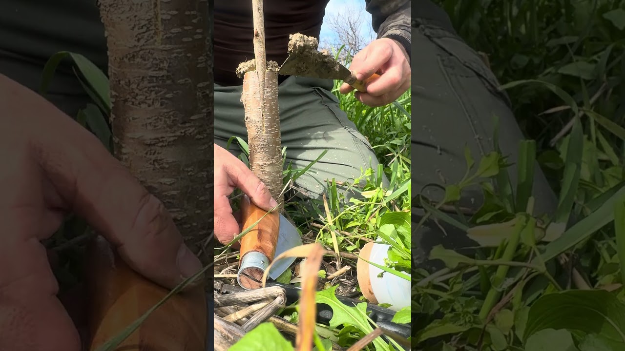 Kalem aşı nasıl olur kiraz kalem aşısı #cery #nature #zeytinlik #fypシ #funny #freefire #foryou #fyp