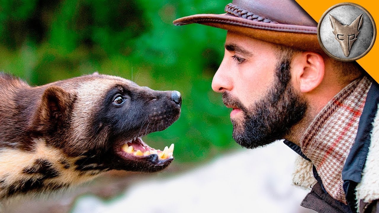 KONFRONTATION MIT DEM VIELFRA&szlig;! Eine spannende Begegnung mit dem Vielfra&szlig; | Brave Wilderness Deutsch