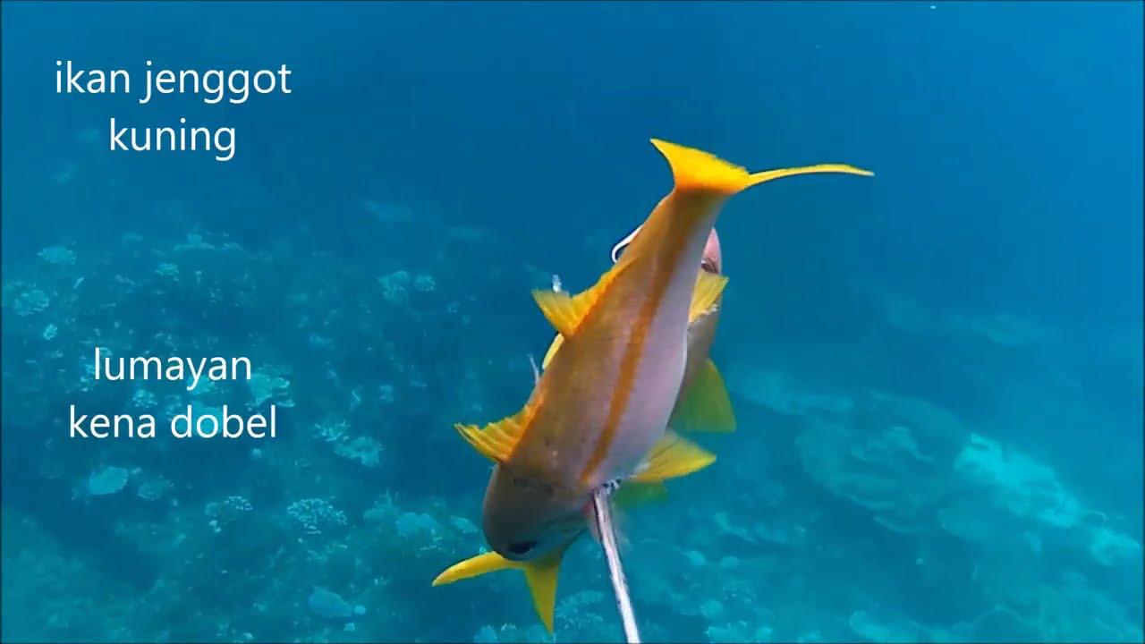 Spearfishing aceh s2 episode22