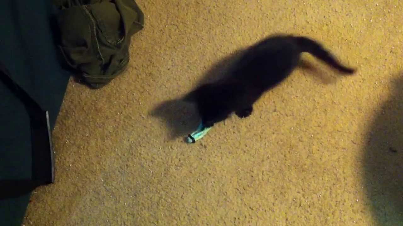 Kitten playing with collar