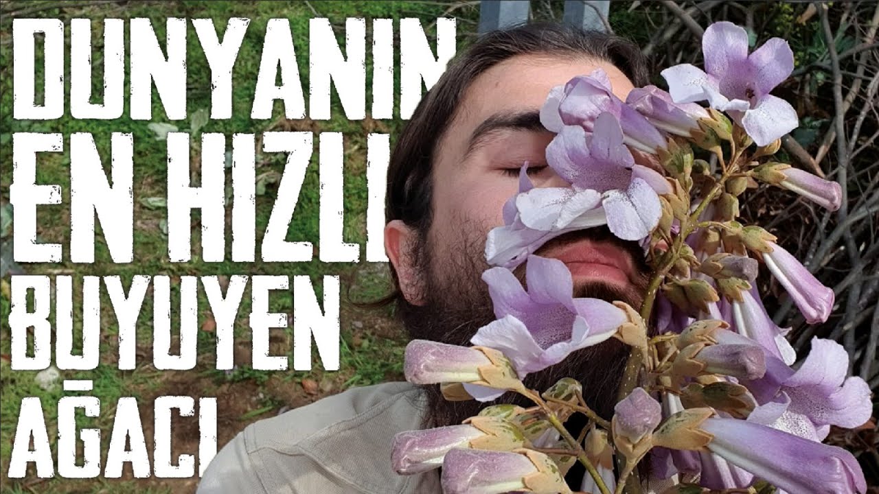 Dünyanın En Hızlı Uzayan Ağacı (Pavlonya)