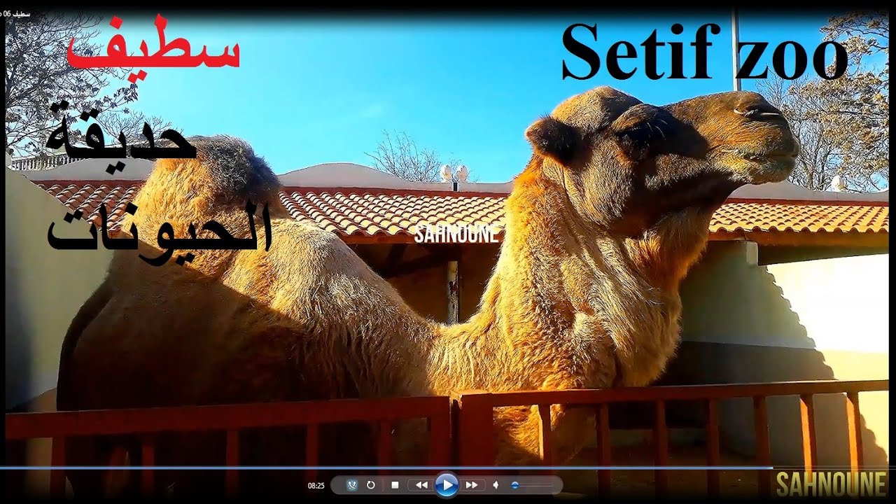 Setif zoo  07 سطيف