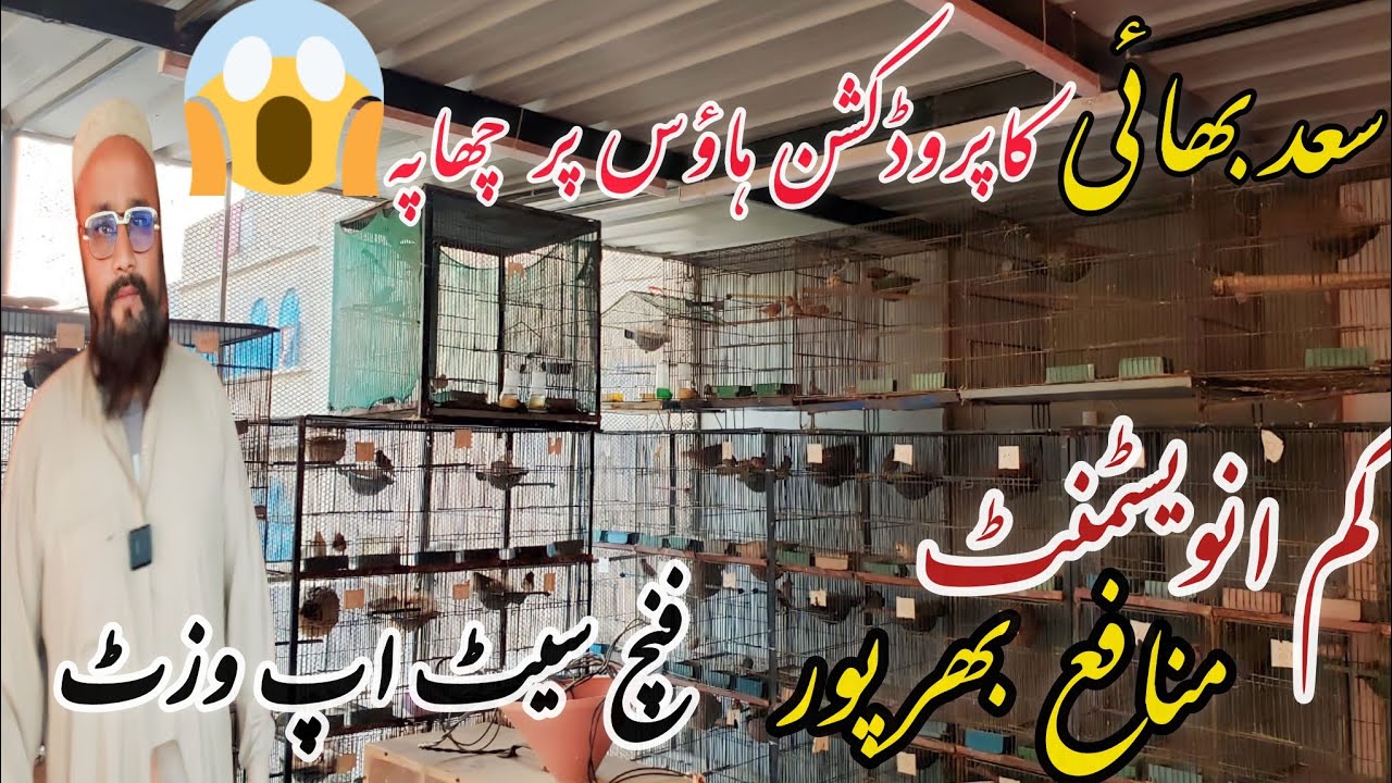 Saad Bhai Finch Setup Visit | 200 Breeder Pairs Of Finches | Quality Birds and Chicks