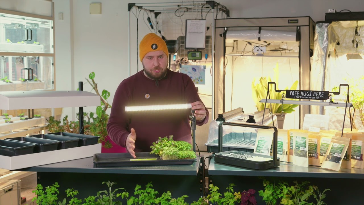 Growmarket   Jaký je rozdíl mezi microgreens a klíčky  Jak na osvětlení