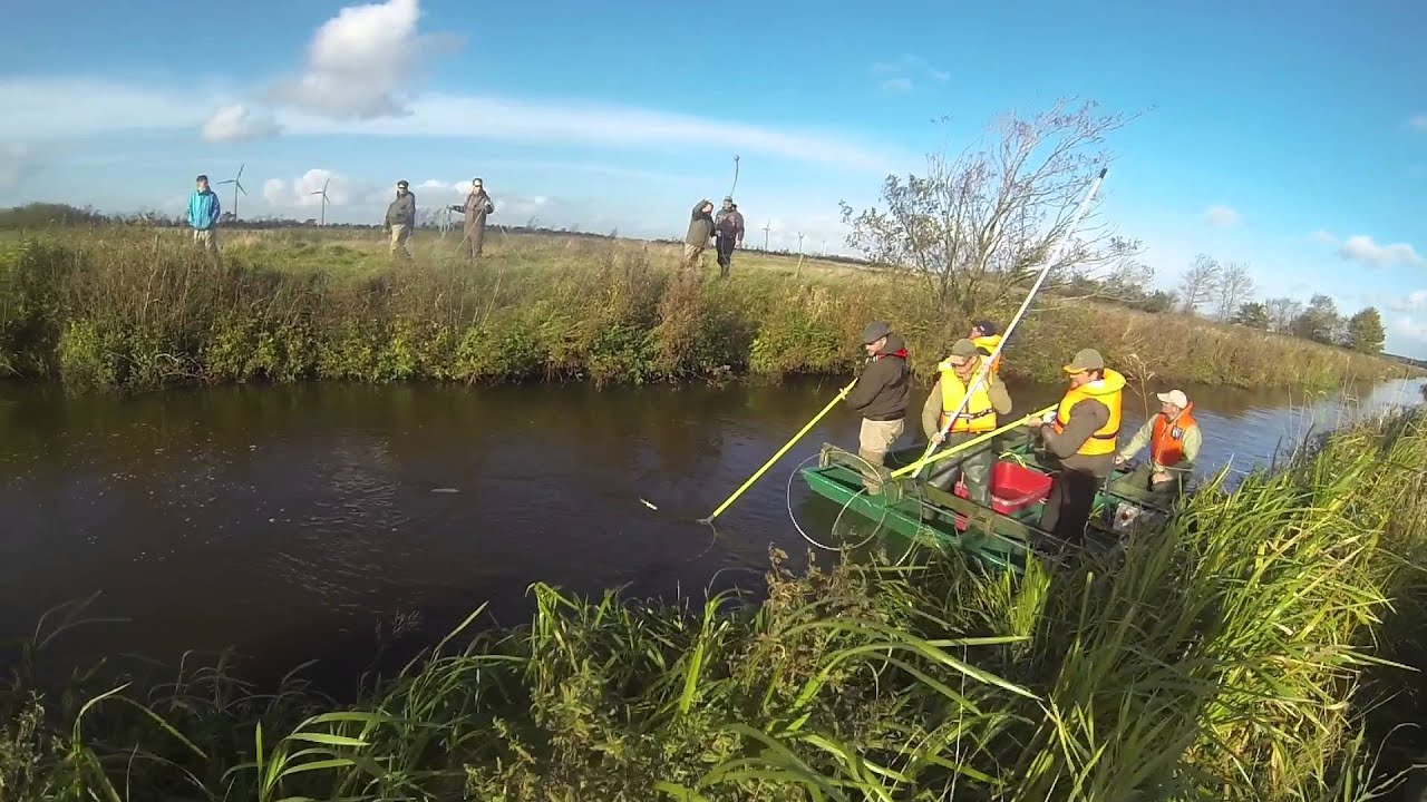 Elektrofiskeri Ribe Å - Elfiskekursus 2015