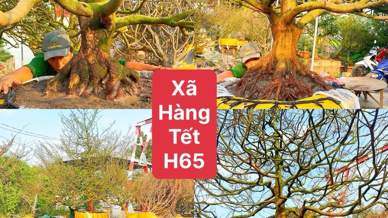 Xã hàng Tết 16 cây rẻ chơi Tết 0939923543- 0788881588 gia bao rẻ lun 