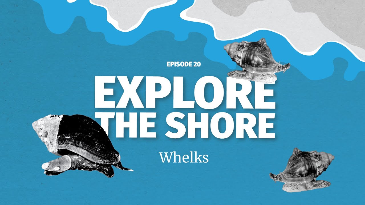 Whelks - scavengers that can drill into mussel shells!