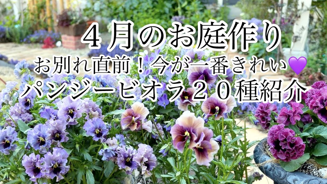 【ガーデニング Vlog】４月のお庭作り／春庭の様子／最終パンジービオラ♡すみれ図鑑・レディ他２０種紹介