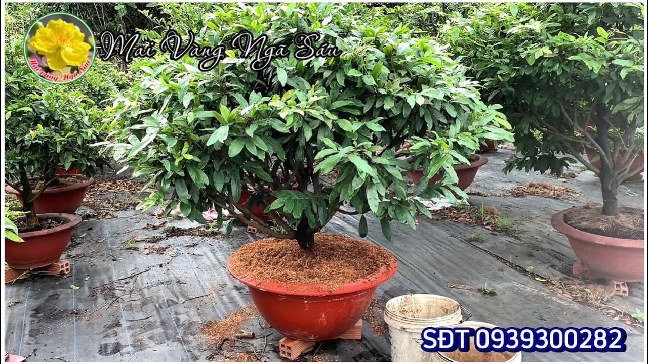 C&aacute;ch thay chậu bổ sung chất trồng cho c&acirc;y mai giữa năm kh&ocirc;ng ảnh hưởng đến c&acirc;y