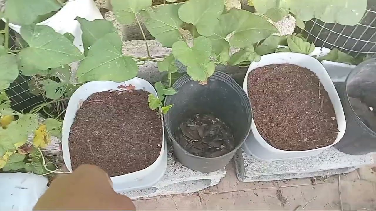 I'M GOING TO TRY GROWING IT AGAIN, SWEETPOTATOES. 