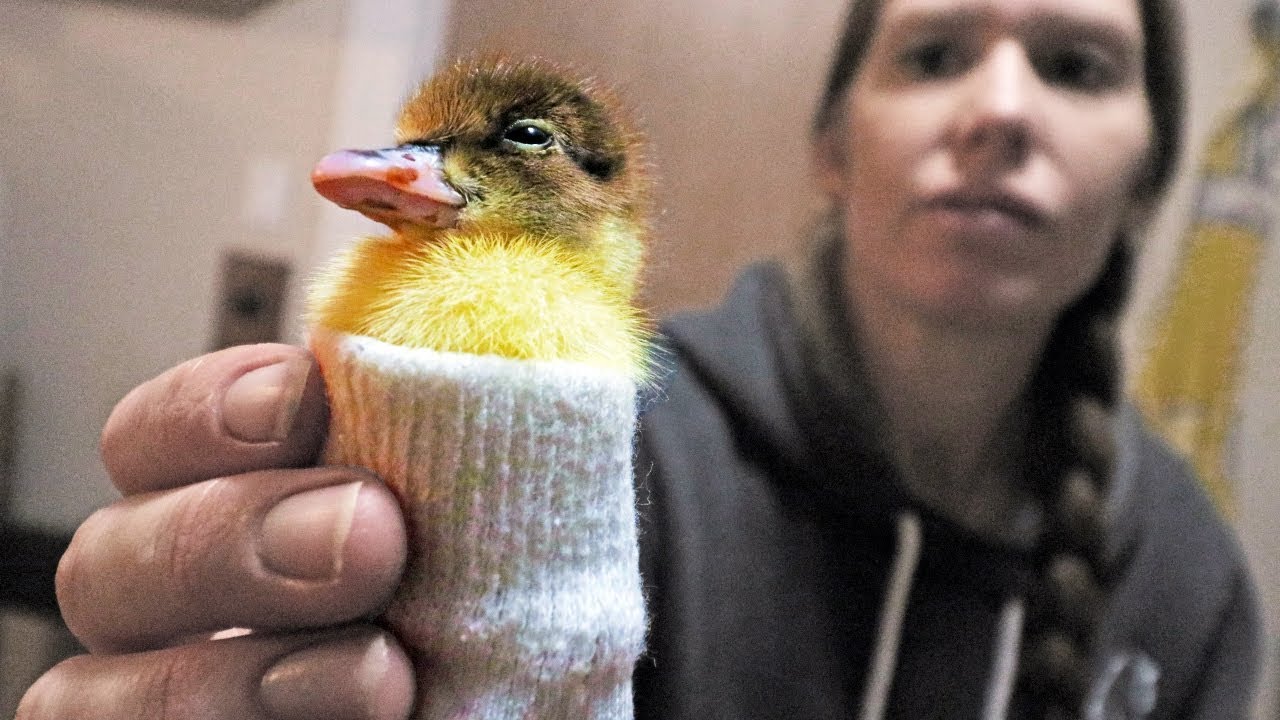 Will this sock trick fix our duckling?